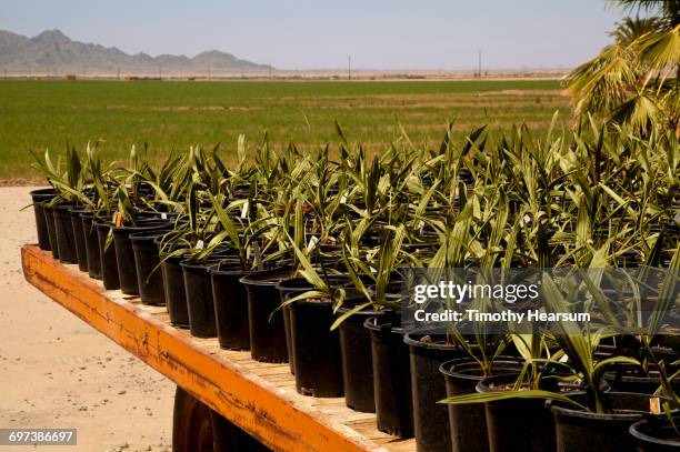 potted young medjool date palms on a wagon - blythe stock pictures, royalty-free photos & images