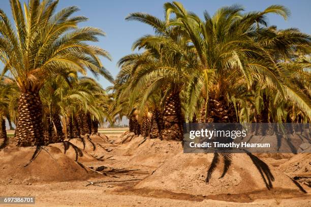 rows of date palm trees planted in mounded earth - blythe brown stock-fotos und bilder