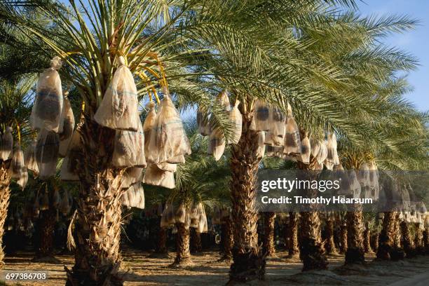 palms with date clusters covered by bags - date fruit fotografías e imágenes de stock