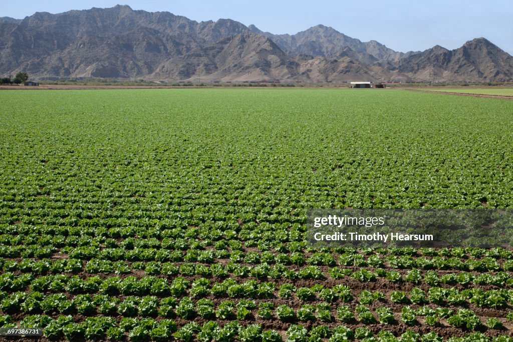 Rows of midgrowth lettuce plants; mountains beyond