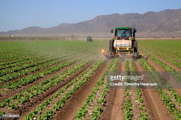 tractors disking between rows of lettuce plants - southwest food stock pictures, royalty-free photos & images