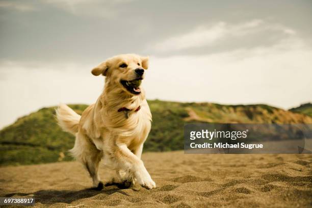 dogs playing on the beach. - retriever du labrador photos et images de collection