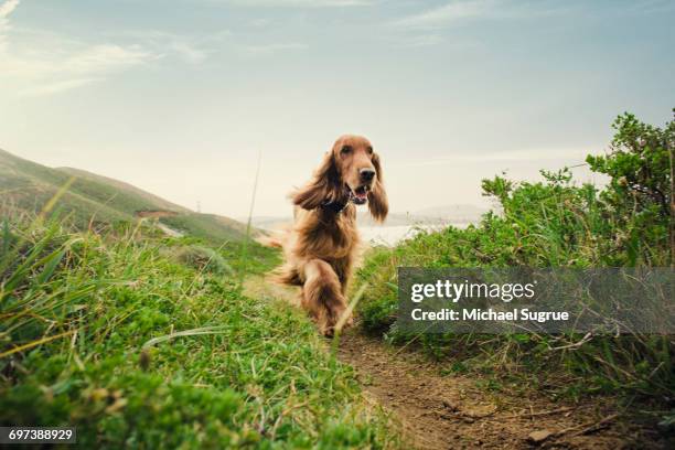 dogs playing. - irischer setter stock-fotos und bilder