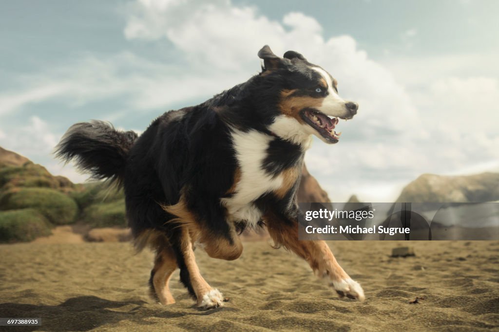 Dogs playing.