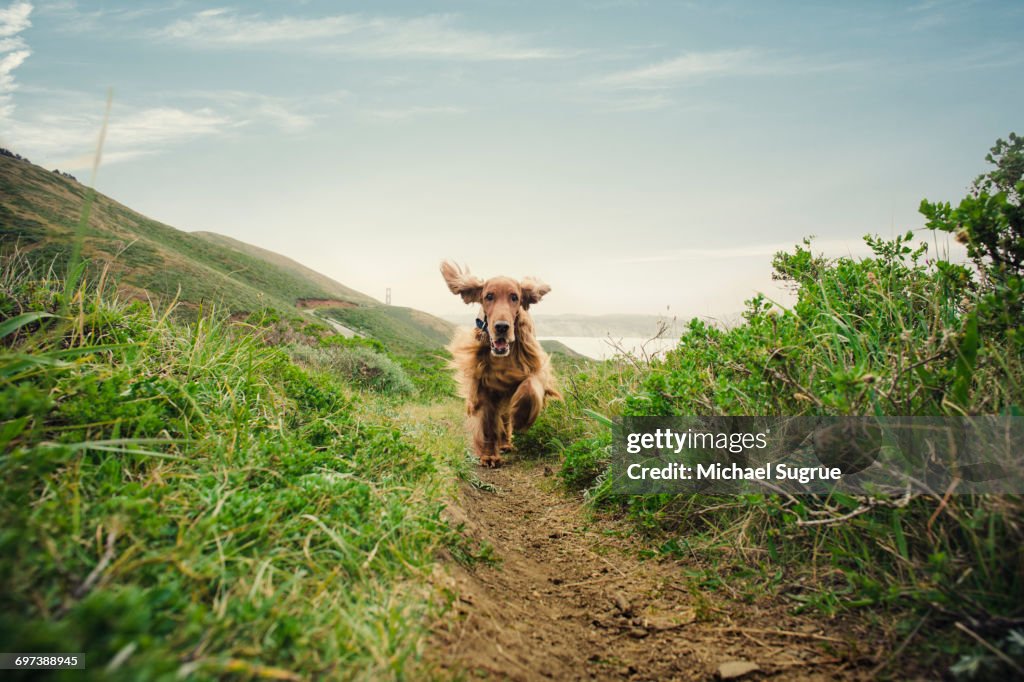 Dogs playing.