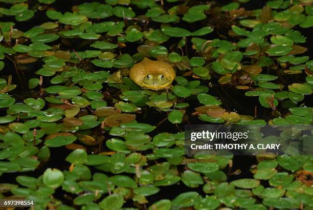 An American Bullfrog swims in the marsh area at the Mystic Aquarium in Mystic, Connecticut, on June 18, 2017. The aquarium was founded in 1973. / AFP...