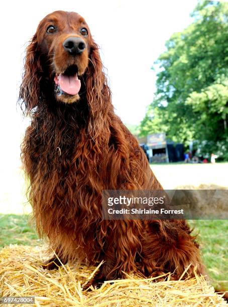 Irish Setter attends DogFest north hosted by Supervet, Professor Noel Fitzpatrick at Arley Hall on June 18, 2017 in Northwich, England.