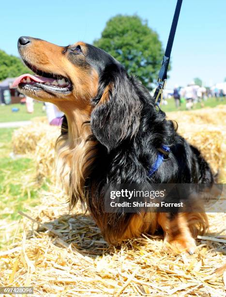 Remus the miniature long haired Dachshund attends DogFest north hosted by Supervet, Professor Noel Fitzpatrick at Arley Hall on June 18, 2017 in...