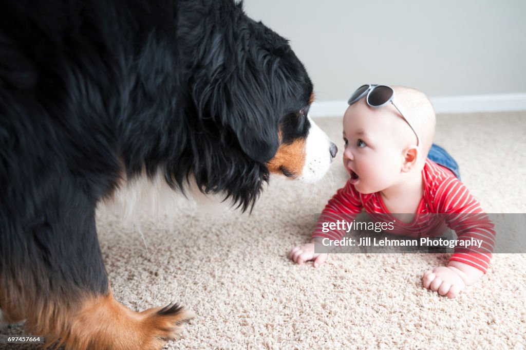 7 month Fraternal Twin Baby is Nose to Nose with a Bernese Mountain Dog