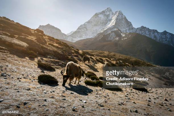 yaks with everest mountain background. - kangtega foto e immagini stock