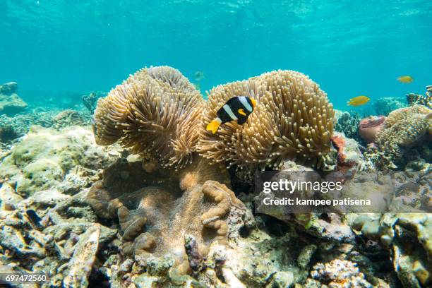 the clown fish in soft coral in myanmar divesite - amphiprion akallopisos stock pictures, royalty-free photos & images