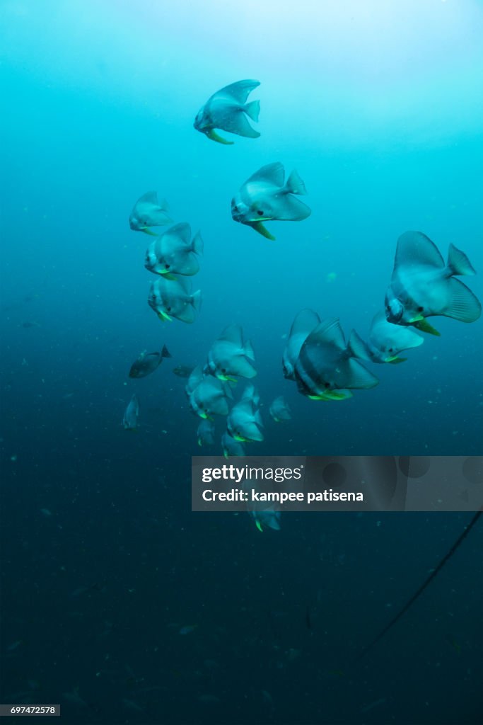 Tallfin Batfish (Platax teira) aka Longfin Spadefish