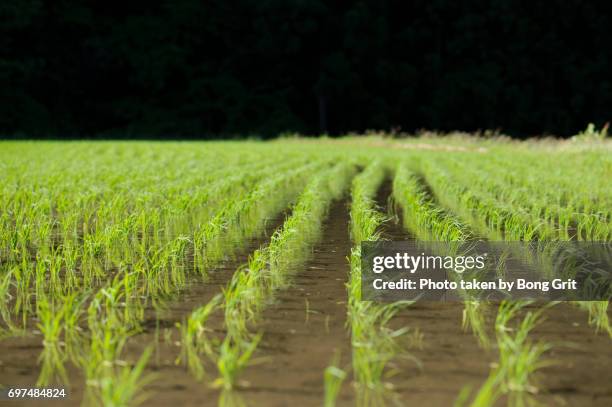 Rice Seedling Photos and Premium High Res Pictures - Getty Images