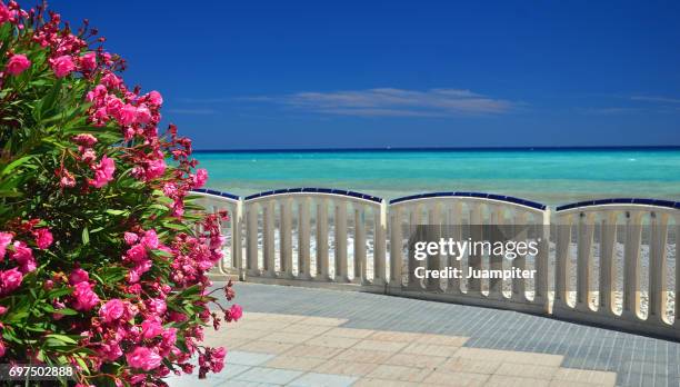 flores en el paseo marítimo en la playa de altea. alicante - juampiter fotografías e imágenes de stock