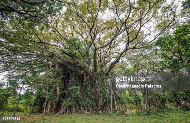 banyan tree, tanna island - banyan tree stock-fotos und bilder