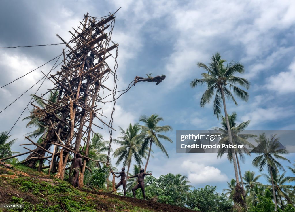 Naghol Ritual Locals Jumping Performing The Naghol Or Land Diving Festival Pentecost ...