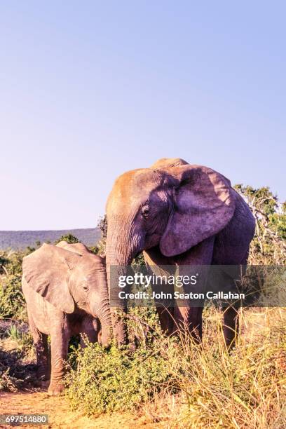 african elephant and calf - elephant calf stock-fotos und bilder