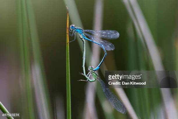 Azure damselflies, mate near a pond at the RSPB's Broadwater Warren on June 18, 2017 in Tunbridge Wells, England. Of the 42 species of Dragonfly in...