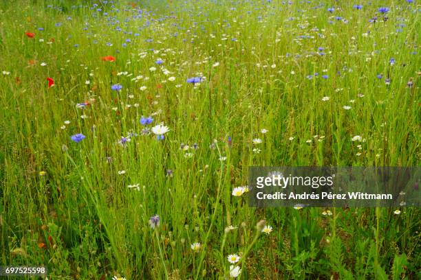 wildblumenwiese mit margeriten, kornblumen, mohn, kräutern, gräser - gräser stock pictures, royalty-free photos & images