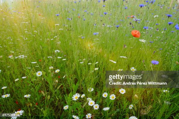 wildblumenwiese mit mageriten, kornblumen, mohn, kräutern, gräser - gräser stock pictures, royalty-free photos & images
