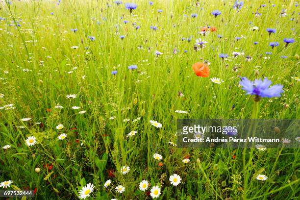 wildblumenwiese mit margeriten, kornblumen, mohn, kräutern, gräser - gräser stock pictures, royalty-free photos & images