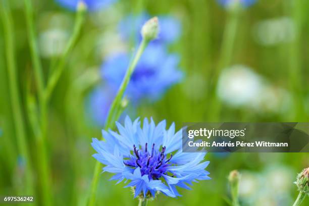 blaue kornblumen, margeriten, gräser - gräser stock pictures, royalty-free photos & images