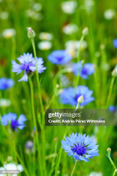 wildblumenwiese mit margeriten, kornblumen, kräutern, gräser - gräser stock pictures, royalty-free photos & images