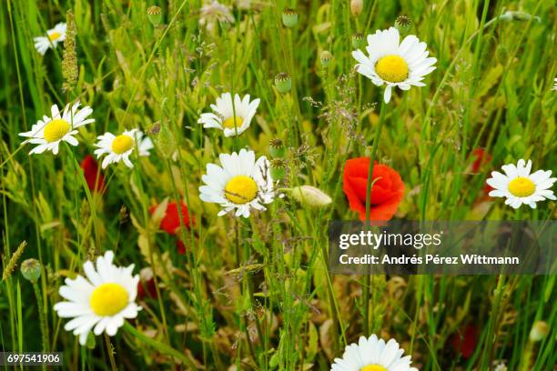 wildblumenwiese mit margeriten, mohn, kräutern, gräser - gräser stock pictures, royalty-free photos & images