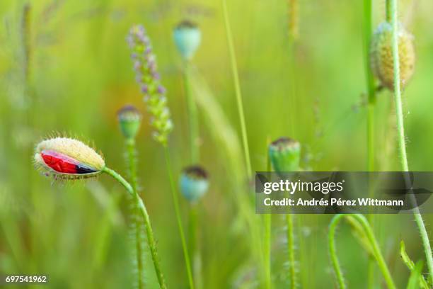 wildblumenwiese mit mohn, kräutern, gräser, knospe, blütenknospe - gräser stock pictures, royalty-free photos & images