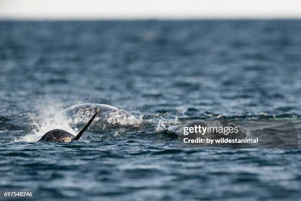 pod of narwhals feeding on the surface with one male showing off it's tusk, northern baffin island, canada. - artic whale tusks stock-fotos und bilder