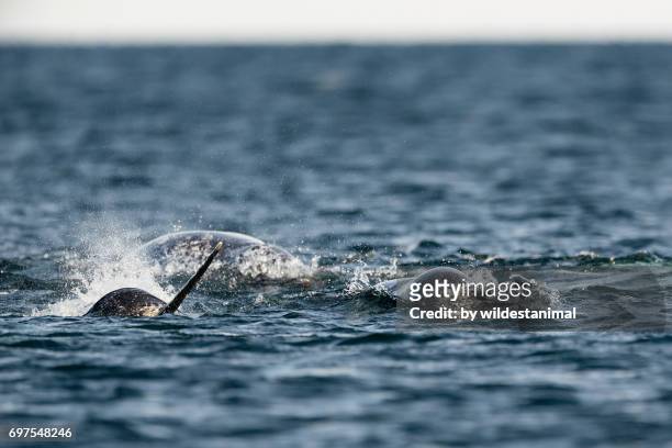 pod of narwhals feeding on the surface with one male showing off it's tusk, northern baffin island, canada. - narval fotografías e imágenes de stock