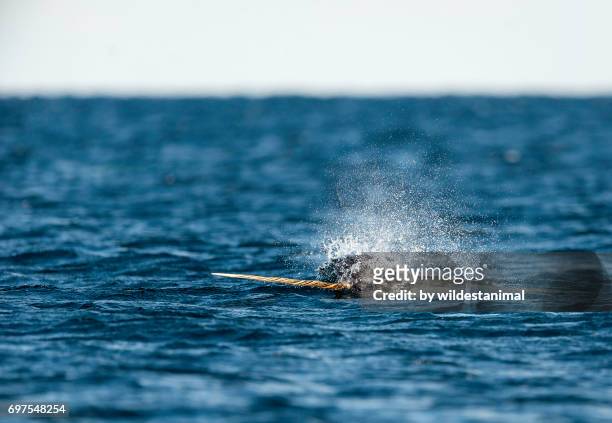 male narwhal with it's tusk out of the water, baffin island, canada. - narval fotografías e imágenes de stock