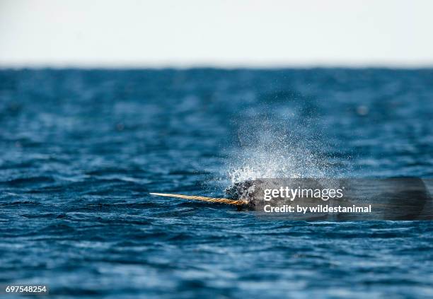 male narwhal with it's tusk out of the water, baffin island, canada. - narwhal stock pictures, royalty-free photos & images