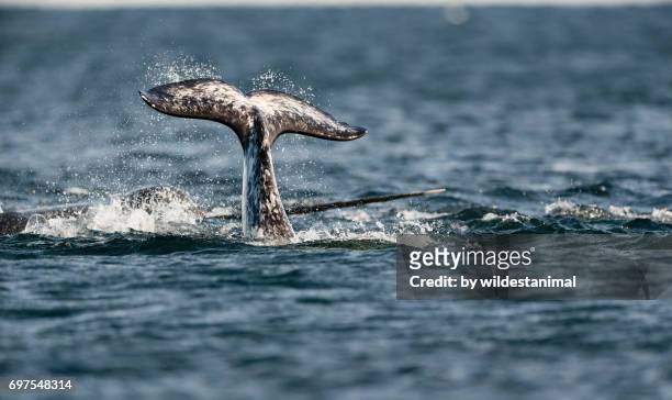 narwhal tail fluke with the tusk of another narwhal behind it, baffin island, canada. - artic whale tusks stock pictures, royalty-free photos & images
