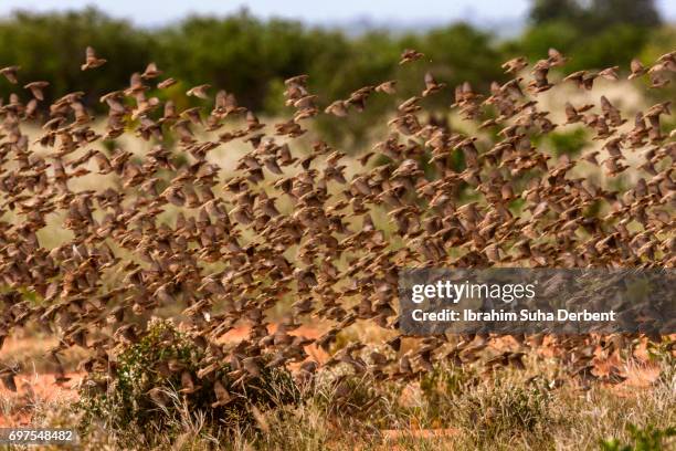 group of red billed quelea at the moment of lift off - red billed quelea (quelea quelea) stock pictures, royalty-free photos & images