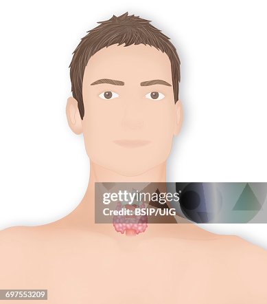 Thyroid, illustration Thyroid, illustration