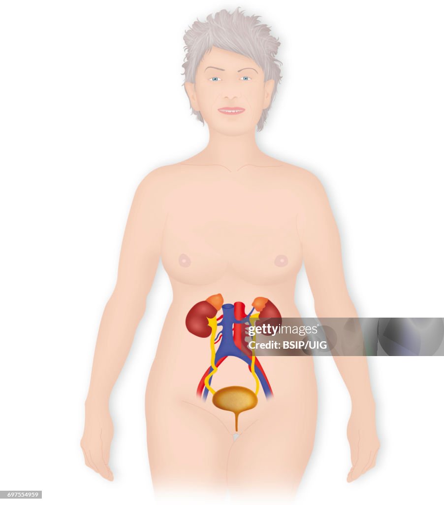 Anatomy, urinary tract