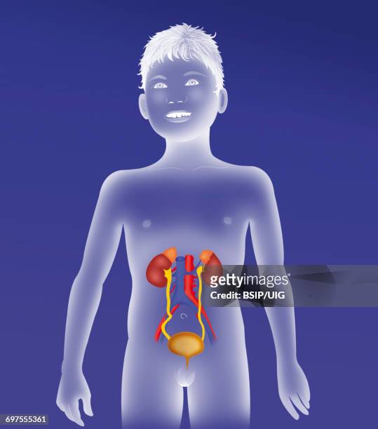 anatomy, urinary tract - urinary system ストックフォトと画像