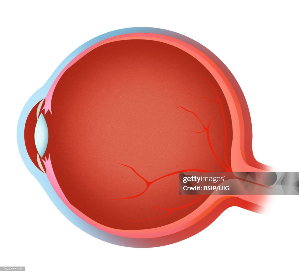 Anatomy, eye