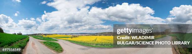 canola field, british columbia, canada - british library stock pictures, royalty-free photos & images