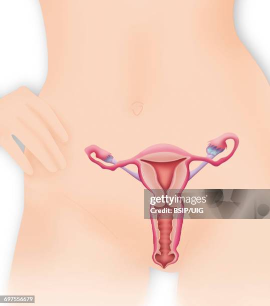 female genitalia, drawing - myometrium stock-fotos und bilder