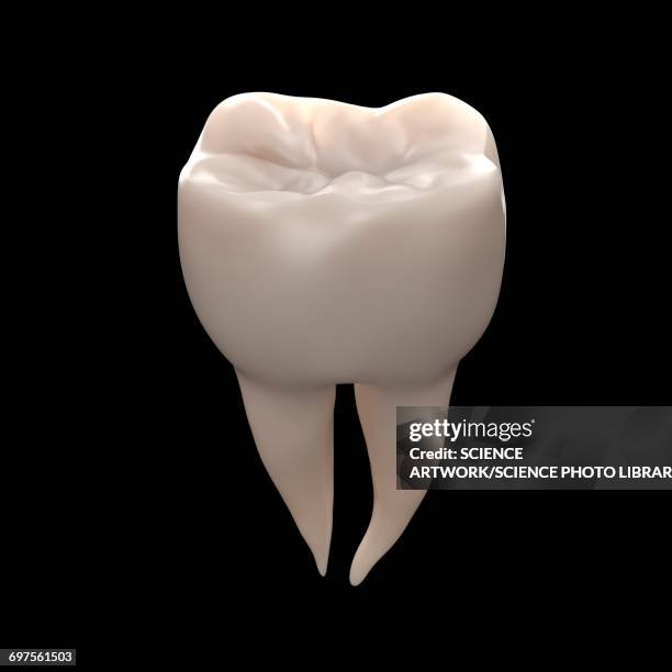 Molar Tooth Photos and Premium High Res Pictures Getty Images