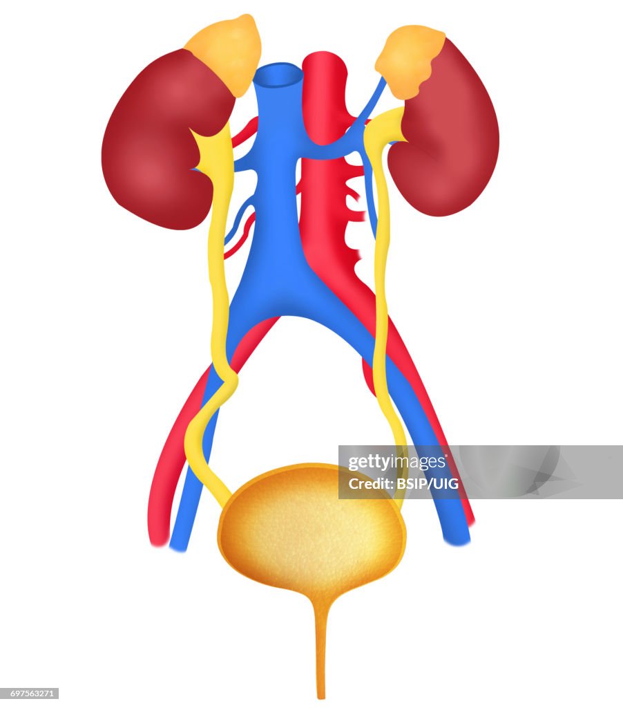 Urinary system, drawing