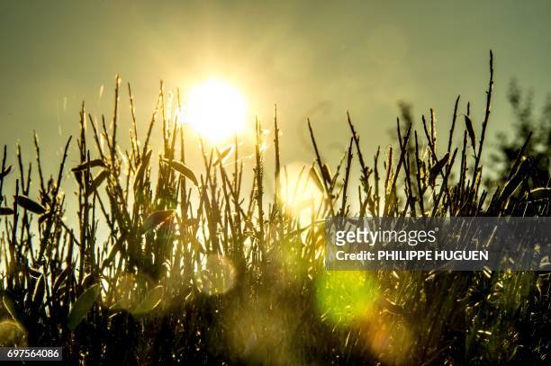 Picture taken on June 19, 2017 in Godewarsvelde, northern France shows vegetals under the sun.