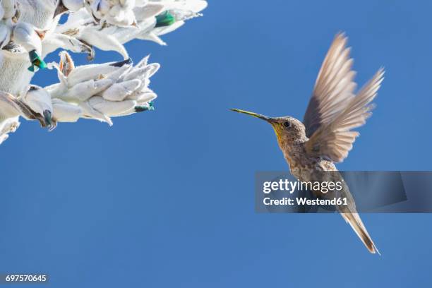 peru, andes, chivay, colca canyon, giant hummingbird at a bromeliad - bromeliad stock pictures, royalty-free photos & images