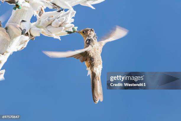 peru, andes, chivay, colca canyon, giant hummingbird at a bromeliad - bromeliad stock pictures, royalty-free photos & images