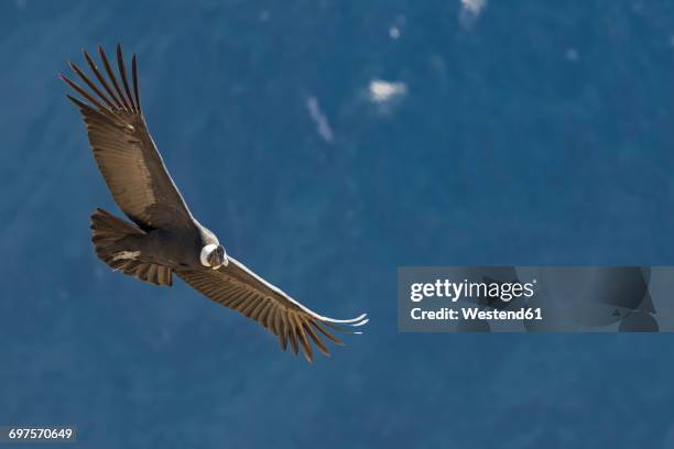Condro Wing 437 Condor Wing Stock Photos, High-Res Pictures, and Images - Getty Images