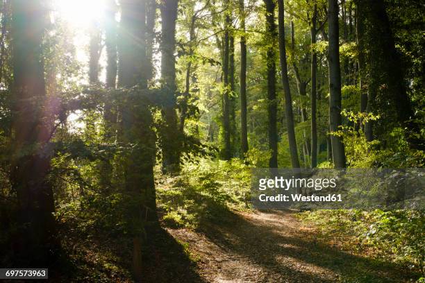 germany, usedom, koserow, streckelsberg, forest at backlight - usedom photos et images de collection