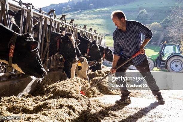 farmer using a shovel to bring food closer to the cows on a farm - cows eating stock pictures, royalty-free photos & images