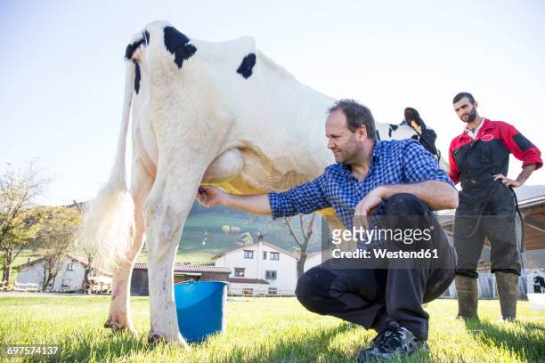 farmer milking a cow on pasture - milking stock pictures, royalty-free photos & images